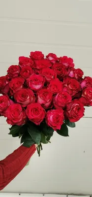 Красота розы Игуаза на великолепном снимке