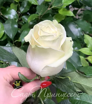 Фото розы Игуаза в элегантном jpg формате