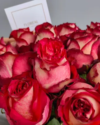 Впечатляющая фотография розы Игуаза в привлекательном png формате