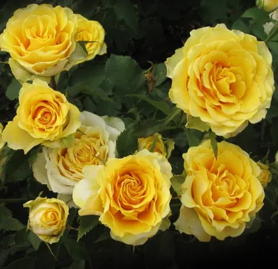 Роза илос, маленький размер, формат jpg