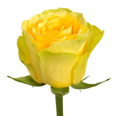 Роза илос, фотография высокого качества, jpg