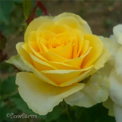 Уникальное фото Розы илос в формате jpg