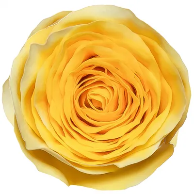 Красивая картинка Розы илос в png формате