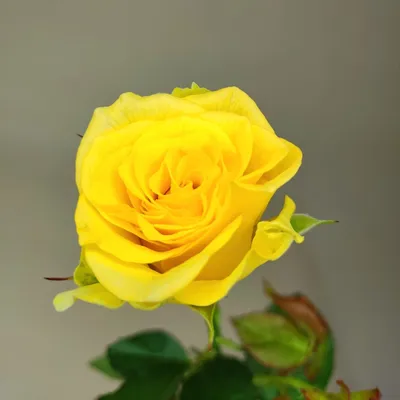 Изображение Розы илос в высоком разрешении, формат jpg