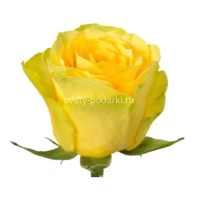 Роза илос на фотографии, доступна загрузка в webp