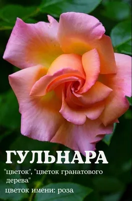 Картинка с розами Роза имя в формате png