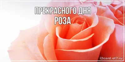 Картинка Роза имя для скачивания в формате jpg