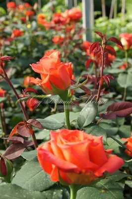 Фото розы импульс: выберите желаемый размер изображения