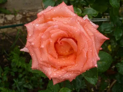 Фотография розы импульс: выберите желаемый размер и формат