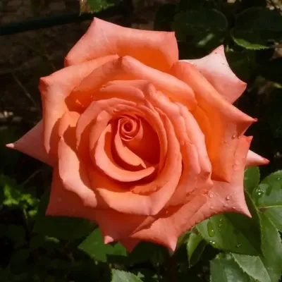 Фотка розы импульс: различные варианты размеров и форматов
