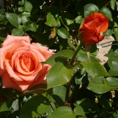 Картинка розы импульс: выбор формата и размера изображения