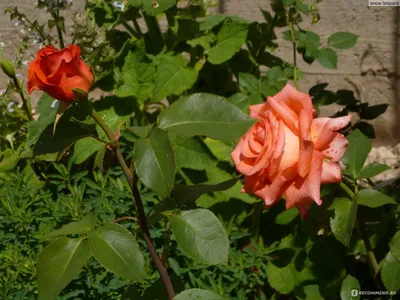 Фото розы импульс: доступные форматы и размеры изображения