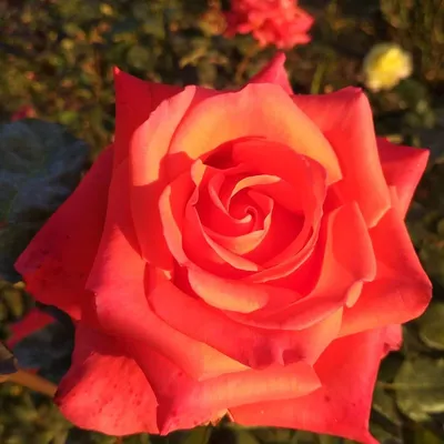 Роза импульс в разных размерах: выберите подходящий для вас