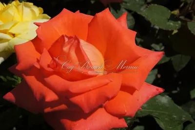 Фотография розы импульс: различные варианты форматов и размеров