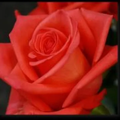 Роза импульс в HD качестве: выберите подходящий размер фото