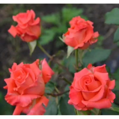 Фотография розы импульс: выбор между разными размерами и форматами