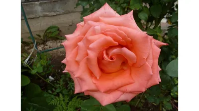 Роза импульс: выберите размер и формат изображения