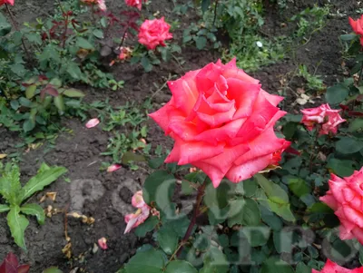 Фото розы импульс: различные варианты форматов и размеров фотографии