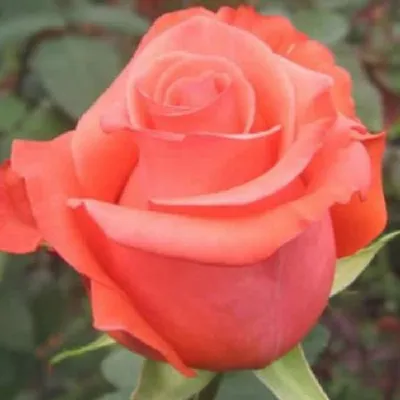 Роза импульс высокого качества: выберите желаемый размер