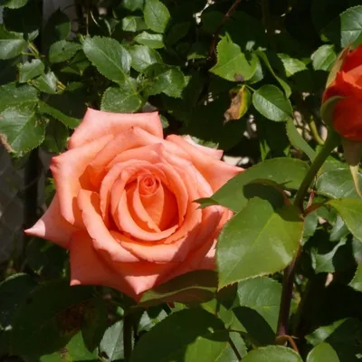 Фотография розы импульс: выбор формата и размера изображения