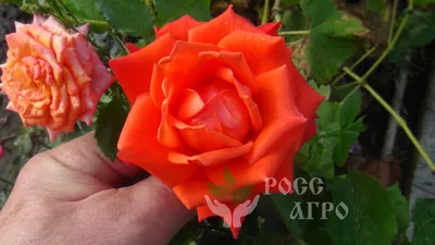 Роза импульс в высоком разрешении: выберите желаемый размер фотографии