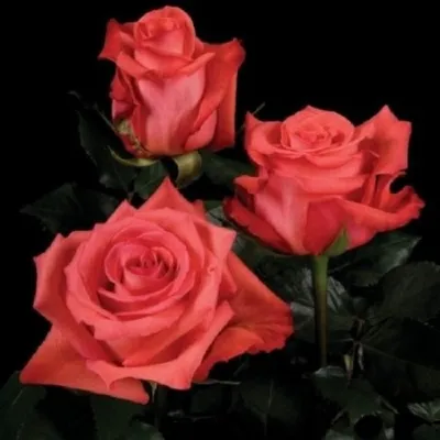 Фотография розы импульс: различные варианты форматов и размеров