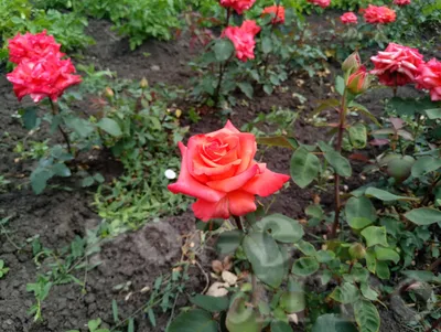 Фотка розы импульс: выберите подходящий формат для сохранения