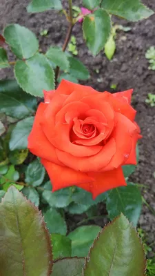 Фото розы импульс: различные варианты размеров и форматов фотографии