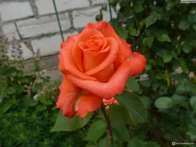 Роза импульс: выбор между различными размерами и форматами