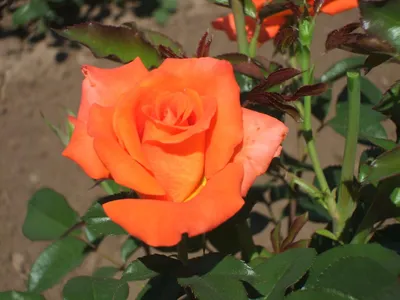 Фото розы импульс в высоком разрешении: выберите желаемый размер