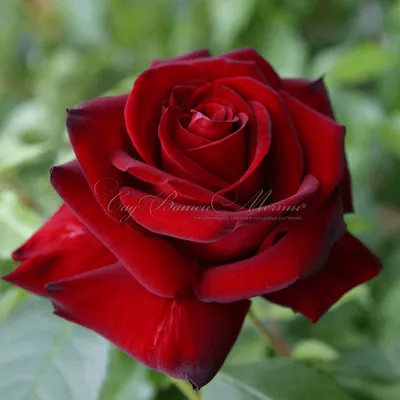 Фото розы Ингрид Бергман - выберите ваш любимый формат