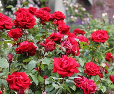 Бесподобное изображение розы Ингрид Бергман доступно для скачивания