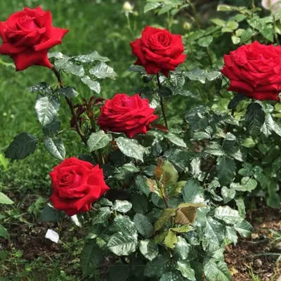 Фотка экзотической розы Ингрид Бергман в формате JPG