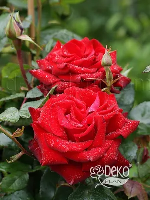 Изумительная картинка розы Ингрид Бергман для скачивания в WebP