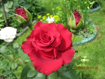 Фото розы Ингрид Бергман в формате PNG - выберите свой любимый