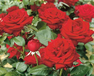 Уникальное фото розы Ингрид Бергман для скачивания