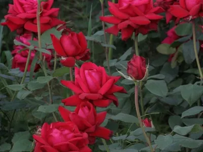 Бесподобное изображение розы Ингрид Бергман доступно для скачивания в JPG