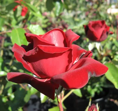 Фотография экзотической розы Ингрид Бергман в формате WebP