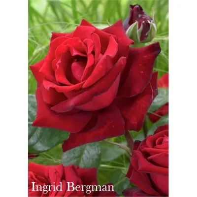 Изумительная картинка розы Ингрид Бергман для вашего выбора