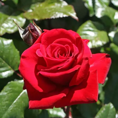 Фотография прекрасной Розы Ингрид Бергман в формате JPG
