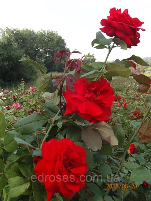 Фотка розы Ингрид Бергман - выберите подходящий формат