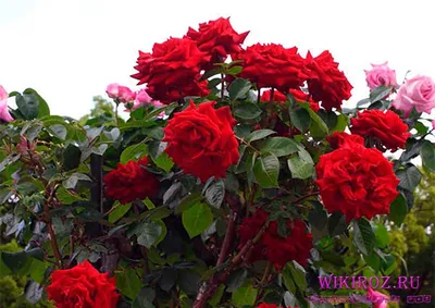 Фотография экзотической Розы Ингрид Бергман в формате JPG