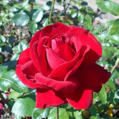 Фантастическая картинка розы Ингрид Бергман для вашего выбора
