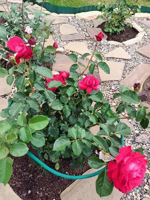 Изумительная картинка розы Ингрид Бергман для скачивания