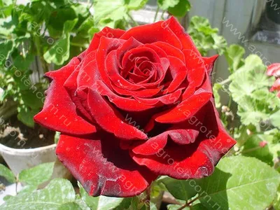 Фото розы Ингрид Бергман в формате WebP - выберите ваш любимый