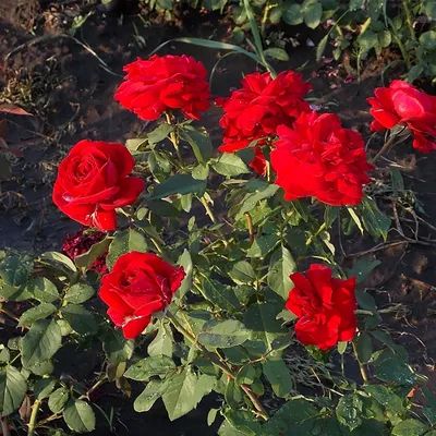 Фото экзотической розы Ингрид Бергман в формате WebP