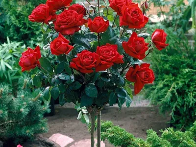 Красивое изображение розы Ингрид Бергман для скачивания в PNG