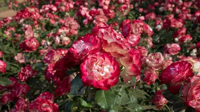 Роза юбилей принца монако: большое изображение в формате jpg