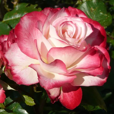 Фото розы Юбилей принца монако для скачивания в png