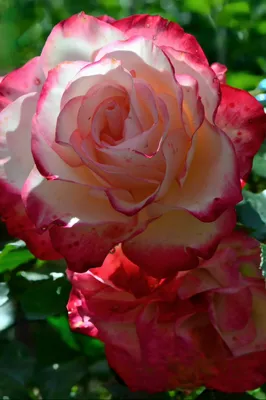 Изображение розы Юбилей принца монако для скачивания в формате png